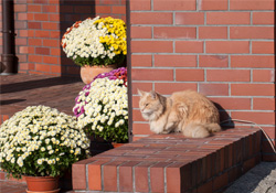Клинкерная плитка